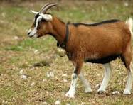 qurbani Goat (Bakra)