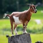 qurbani Goat (Bakra)
